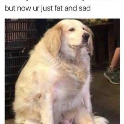 Fat & Sad